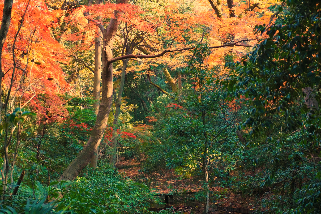 Yoyogi Park Tokyo Autumn Red Leaves