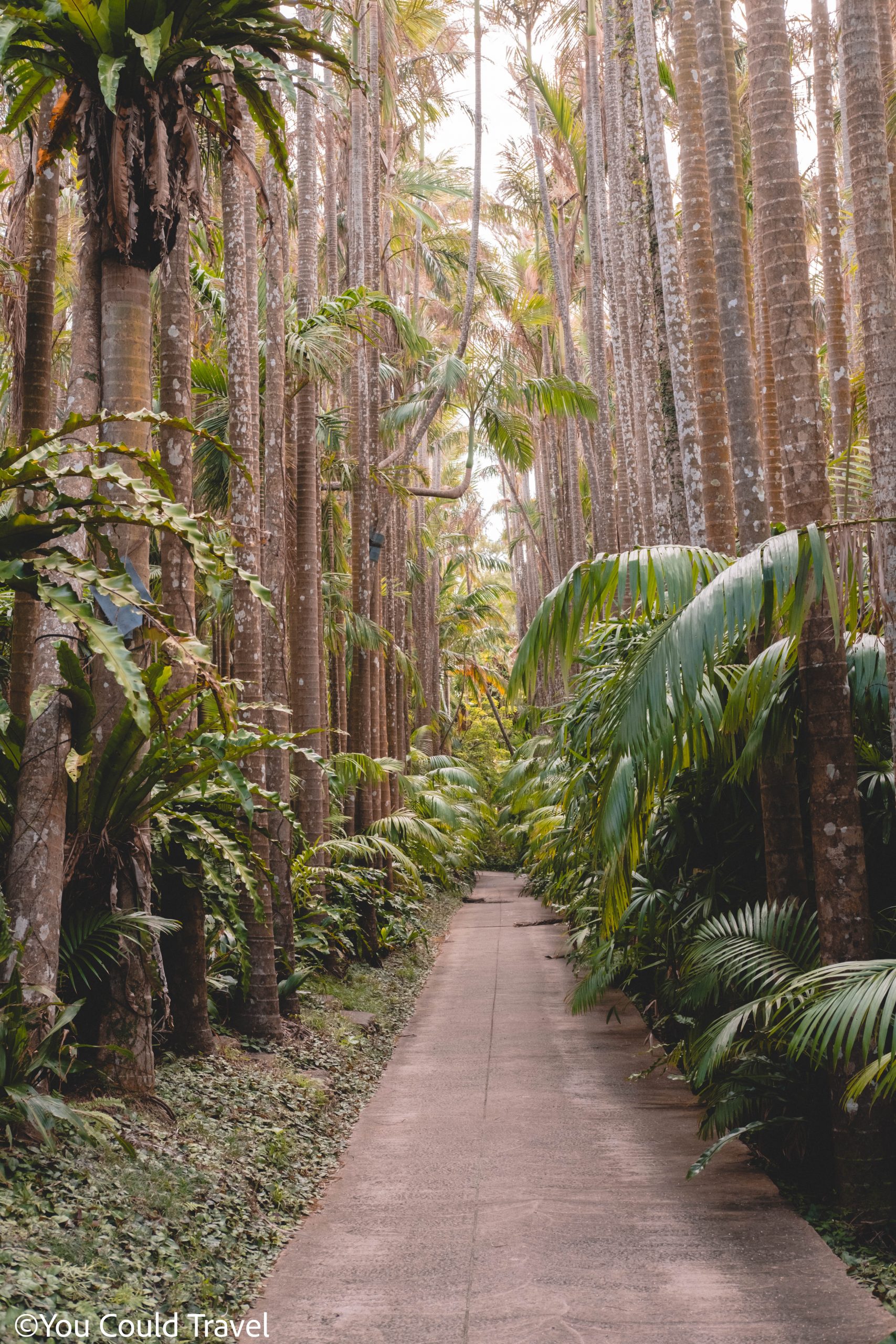 Yusura palm avenue Okinawa Southeast Botanical Gardens